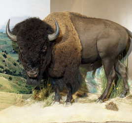 Oregon Trail Bison